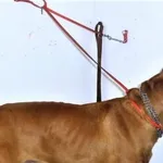 Znaleziono psa, Piekary Śląskie, 10 stycznia 2017
