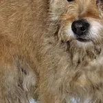 Znaleziono psa, Piekary Śląskie, 2 stycznia 2017