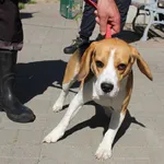 Znaleziono psa, Łódź, 2 czerwca 2023
