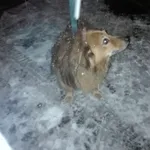 Znaleziono psa, Piekary Śląskie, 18 stycznia 2018