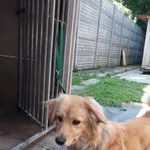 Znaleziono psa, Piekary Śląskie, 8 czerwca 2018