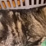 Znaleziono kota, Piekary Śląskie, 29 marca 2017