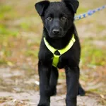 Pies do adopcji, Elbląg, 4 maja 2023