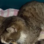 Znaleziono kota, Piekary Śląskie, 2 stycznia 2017
