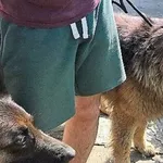 Znaleziono psa, Piekary Śląskie, 30 maja 2017