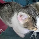 Znaleziono kota, Piekary Śląskie, 25 sierpnia 2017