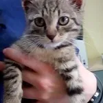 Znaleziono kota, Piekary Śląskie, 31 sierpnia 2017