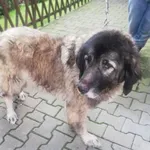 Znaleziono psa, Piekary Śląskie, 3 lipca 2020