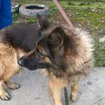 Znaleziono psa, Piekary Śląskie, 28 września 2017
