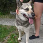 Znaleziono psa, Piekary Śląskie, 22 sierpnia 2017