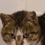 Znaleziono kota, Piekary Śląskie, 10 stycznia 2017