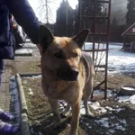 Znaleziono psa, Piekary Śląskie, 1 marca 2018