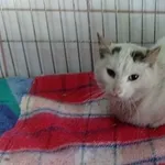 Znaleziono kota, Piekary Śląskie, 27 września 2017