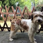 Znaleziono psa, Piekary Śląskie, 10 lipca 2019
