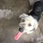Znaleziono psa, Piekary Śląskie, 22 listopada 2018