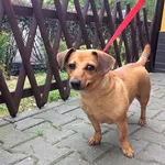 Znaleziono psa, Piekary Śląskie, 30 lipca 2019