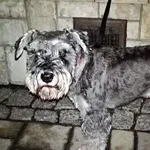 Znaleziono psa, Piekary Śląskie, 12 października 2017
