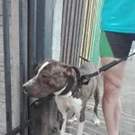 Znaleziono psa, Piekary Śląskie, 12 kwietnia 2018
