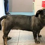 Znaleziono psa, Piekary Śląskie, 18 września 2019