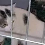 Znaleziono kota, Piekary Śląskie, 7 czerwca 2017