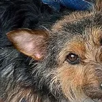 Znaleziono psa, Piekary Śląskie, 28 kwietnia 2017