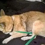 Znaleziono psa, Piekary Śląskie, 1 grudnia 2017
