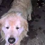 Znaleziono psa, Piekary Śląskie, 22 sierpnia 2017