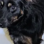 Znaleziono psa, Piekary Śląskie, 10 stycznia 2017