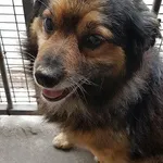Znaleziono psa, Piekary Śląskie, 18 czerwca 2018