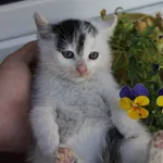 Kot do adopcji, Jelenia Góra, 1 kwietnia 2017