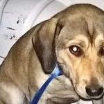 Znaleziono psa, Piekary Śląskie, 7 czerwca 2017