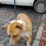 Znaleziono psa, Piekary Śląskie, 3 stycznia 2018
