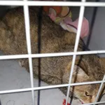 Znaleziono kota, Piekary Śląskie, 30 sierpnia 2022