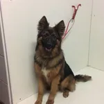 Znaleziono psa, Piekary Śląskie, 12 sierpnia 2019