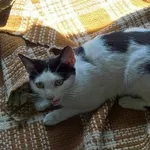 Znaleziono kota, Piekary Śląskie, 19 lipca 2017