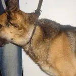 Znaleziono psa, Piekary Śląskie, 4 lipca 2016