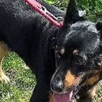 Znaleziono psa, Piekary Śląskie, 5 maja 2017
