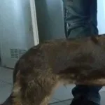 Znaleziono psa, Piekary Śląskie, 7 marca 2016