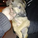 Znaleziono psa, Piekary Śląskie, 18 stycznia 2018