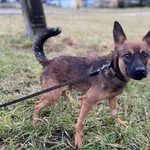 Pies do adopcji, Oświęcim, 17 marca 2023