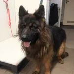Znaleziono psa, Piekary Śląskie, 25 lutego 2021