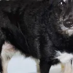 Znaleziono psa, Piekary Śląskie, 2 stycznia 2017