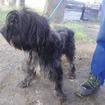 Znaleziono psa, Piekary Śląskie, 27 kwietnia 2018