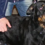 Znaleziono psa, Piekary Śląskie, 5 lutego 2016