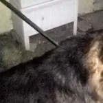 Znaleziono psa, Piekary Śląskie, 29 marca 2017