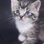 Kot do adopcji, Zielona Góra, 3 czerwca 2023