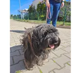 Znaleziono psa, Wrocław, 2 czerwca 2023