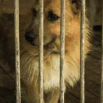 Pies do adopcji, Zielona Góra, 3 kwietnia 2023