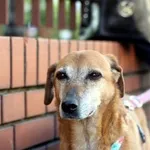 Pies do adopcji, Jabłonna, 3 czerwca 2023