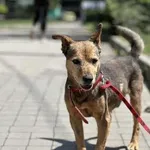 Pies do adopcji, Kraków, 20 maja 2023